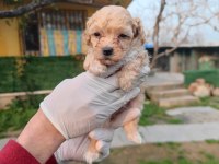 Orjinal maltipoo yavrular
