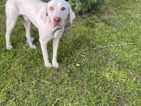 KÖPEĞİMİZE YUVA ARIYORUZ