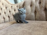 Gri British Shorthair Yavrularımız