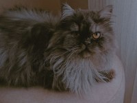 Erkek dişi chinchilla
