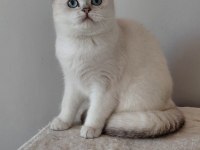 British dişi kedimiz