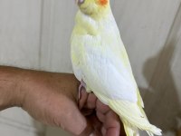 44 GÜNLÜK UYSAL LUTİNO BEBEK SULTAN PAPAĞANI