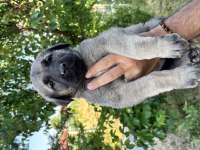 SAFKAN YAVRU KANGAL