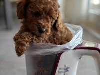 TOY POODLE YAVRULARIM