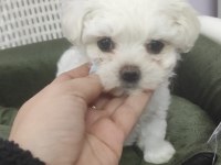 maltese dişi 2 aylık