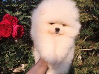 Petmode köpek çiftliğinden teddy pomeranian boo