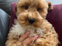 Maltipoo bebeklerimiz