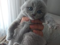 Top kafa kendi scottish fold yavrumuz