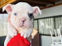Mavi gözlü french bulldog bebekler