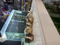 GİNEPİG YAVRULARI CİTYPETSHOP