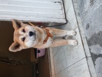 Akita İnu 4 Aylık Dişi