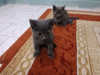 BLUEPOİNT ANNE VE YAVRULARI ÜCRETSİZ