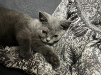 4 aylık british shorthair yavru