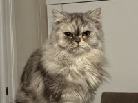 İRAN KEDİSİ 4 YAŞINDA