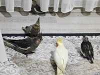 YEME YENİ DÜŞEN SULTAN PAPAĞANI YAVRULAR
