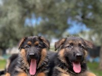 ALMAN KURDU KÖPEĞİMİZ