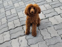 Sağlıklı Toy Poodle 9 Aylık