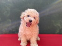 A KALİTE MALTİPOO KÖPEKLER