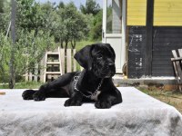 Şecere belgeli ırk ve sağlık garantili cane corso yavrular