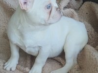 Show kalitede lilacandtan Chocotan FRENCH Bulldog yavruları