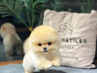 Ailenizin Yeni Üyesi Pomeranian Boo Yavrularımız