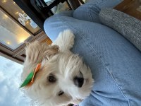 İnsan canlısı köpeğimiz max