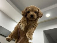 Maltipoo 2 Aylık Dişi