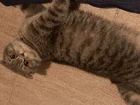 Kızımızı çiftleştirmek istiyoruz scottish fold