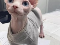 Sfenks Tortie Ve Pembe Renk Orjinal Yavrularımız