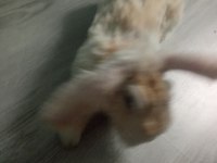 Hollanda teddy lop tavşanı