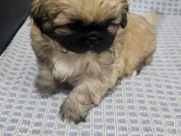 Pekinez köpeğimiz yeni yuvasını bekliyor