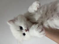 British longhair yavrusu