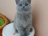 BRİTİSH SHORTHAİR YAVRULARI