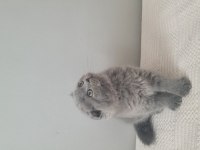 Kendi kedimin scottish fold yavruları sahiplendireceğim