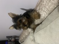 Tek kaldı dişi safkan yorkshire terrier