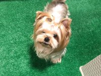 Mini Boy Extreme Morkie Kız