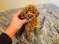 Dişi Poodle Köpeğimiz