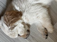 Dünya tatlısı golden retriever yavrularımız yuva arıyor