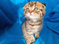 Erkek scottish fold erkek