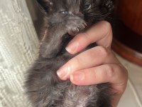 MAİNE COON YAVRU KEDİLER