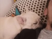 Oyuncu İnsan Canlısı Safkan Cream French Bulldog Acil