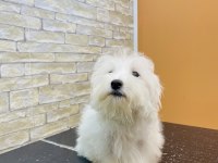 MALTESE CİNSİ YAVRUMUZ TESLİME HAZIR