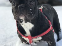 5 yaşında french bulldog