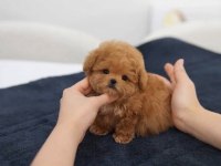 ORJINAL KORE TEACUP MALTIPOO YAVRUMUZ