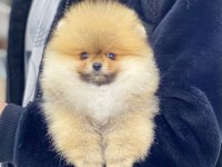 TEDDY BEAR POMERANİAN ADANA DA GÖRÜP ALMAK İSTEYENLERE