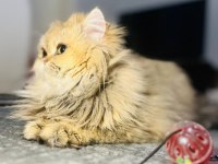 Golden ny12 british longhair