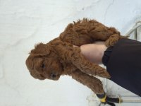 Toy poodle bebekleri
