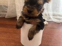 Yorki bebek köpekler