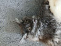 2 aylık maine coon yavru kediler