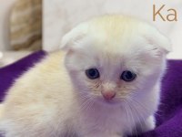 Sevimli Scottish Fold Paticikler Teslime Hazır